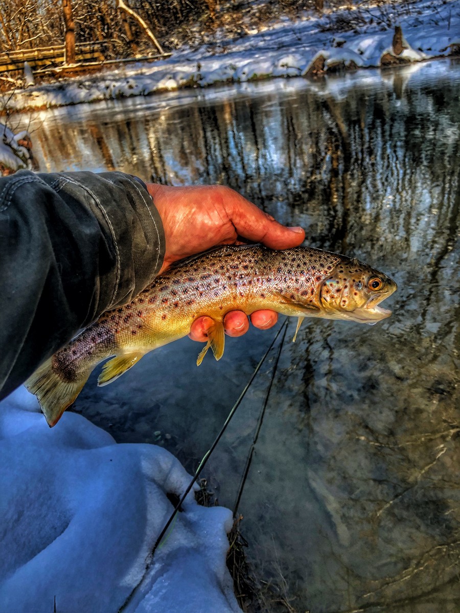 Taco Bout It – A Trout Takes Me Home For the Holidaze