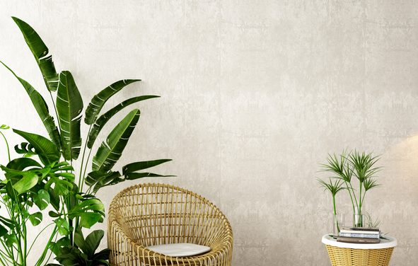Decorate and Brighten Up Your Home with Indoor Plants